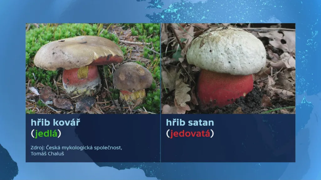 Zaměnitelné druhy hub v tuzemských lesích