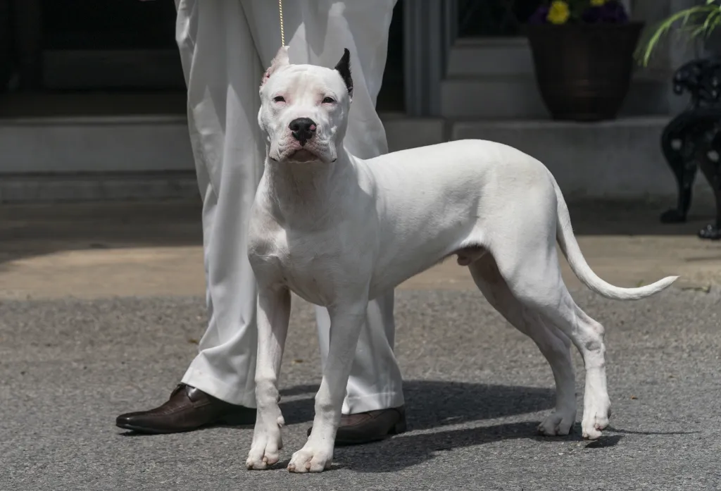 Jedna z nejstarších přehlídek psů na světě pořádaná klubem Westminster Kennel Club Dog našla nové místo v zahradách gotického usedlosti zvané Lyndhurst Mansion