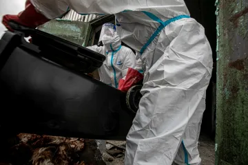 Ptačí chřipka se začíná šířit mezi savci. Zvyšuje to obavy z nové pandemie