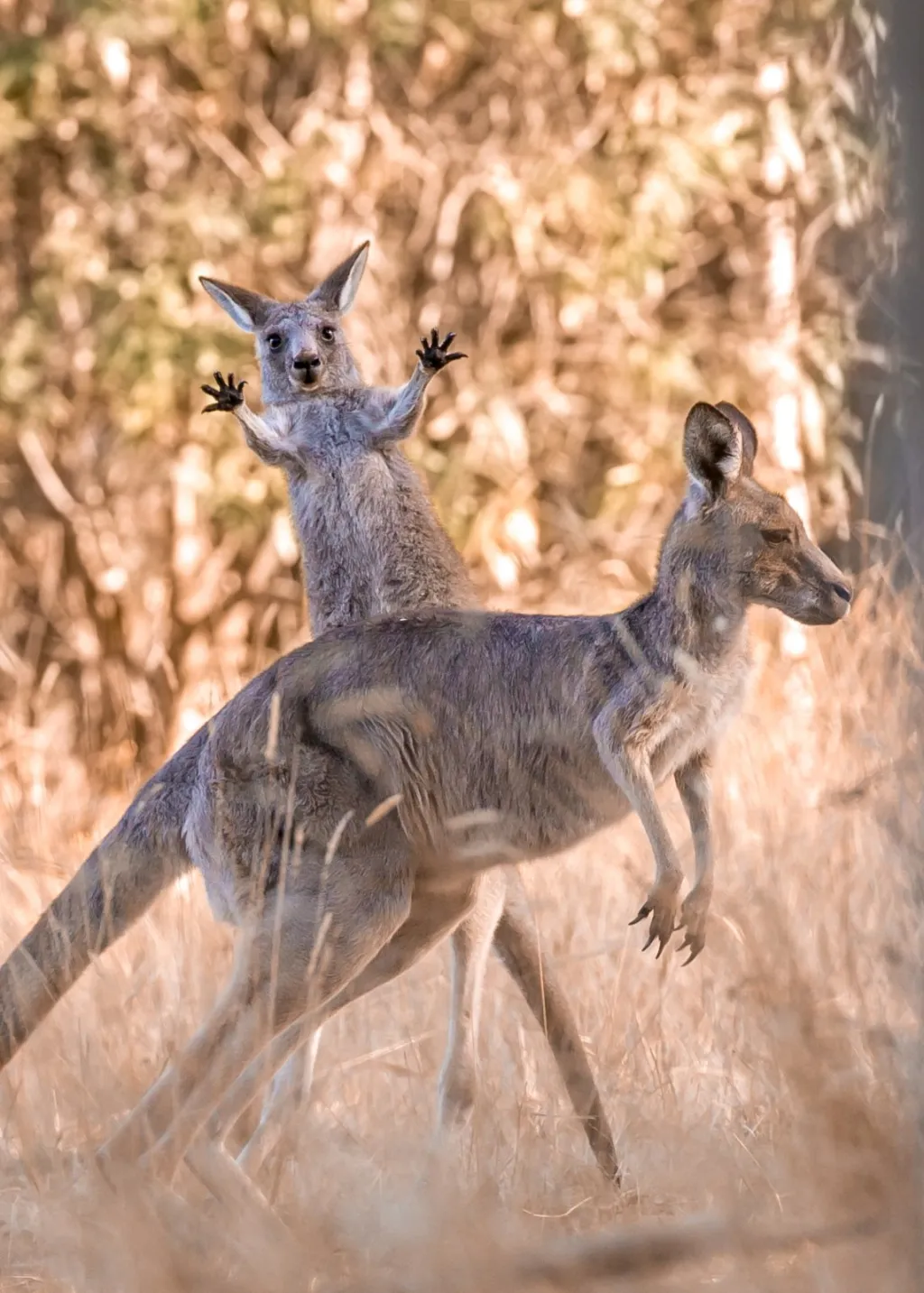 Hopsá