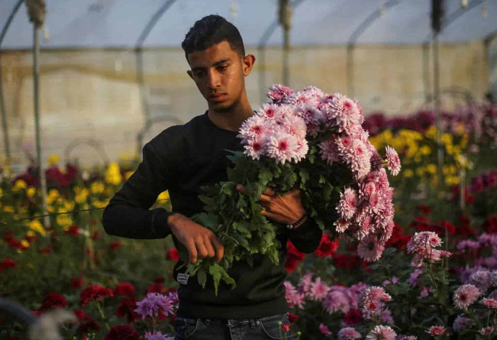 Palestinský muž odchází s květinami ze skleníku v Pásmu Gazy