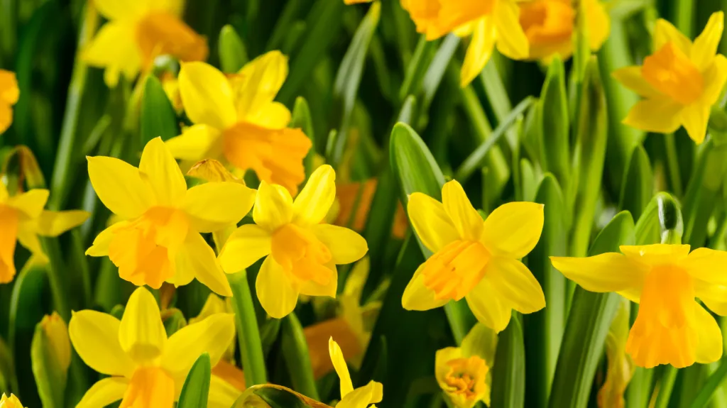 Narcisy