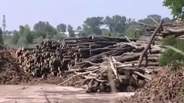 Z klád vznikne po zpracování dřevní štěpka
