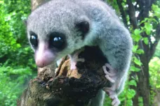 Na Madagaskaru objevili nový druh trpasličího lemura