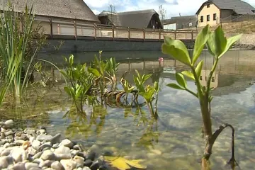 Skleněný tunel ukáže život v rybníce