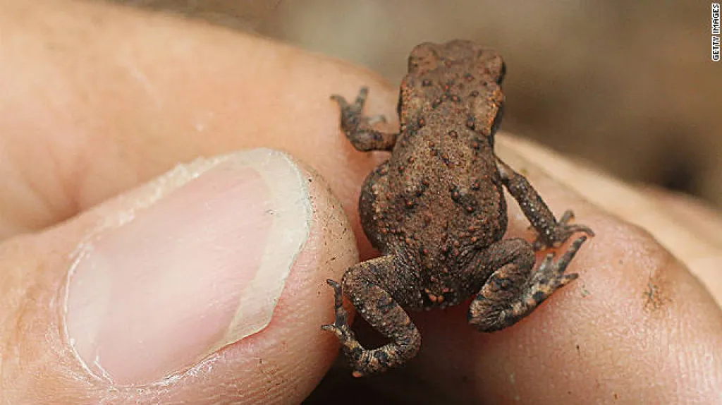 Globální změny způsobují zmenšování živočichů