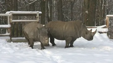 Nosorožci ve zlínské zoo
