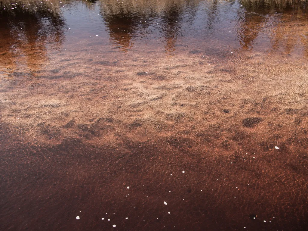 Většina z nich dodržuje zákonné limity a rýžuje nedestruktivním způsobem mimo území rezervace. Bohužel opakovaně byla zaznamenána nelegální činnost přímo v rezervaci, kdy organizované skupiny vyloženě rabovaly koryto Safírového potoka