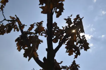 Stromy podél silnic usychají i ve městech. V Brně pomáhá udržet vláhu speciální zemina a hydrogel