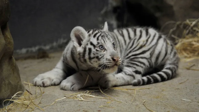 Kotě bílého tygra