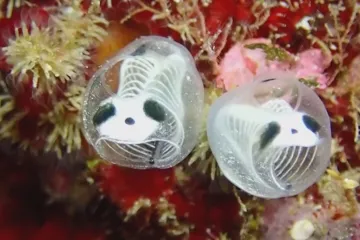Jako hřbitov pand. Japonci popsali kolonie dosud neznámého tvora