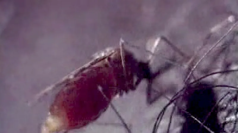 Komár sající krev