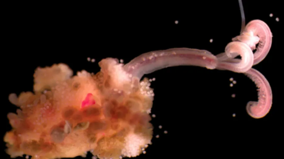 Vědci objevili na mořském dně nové druhy červů