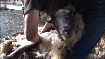 Ovce si při stříhání většinou nestěžují. Ani neví, co se s nimi děje.