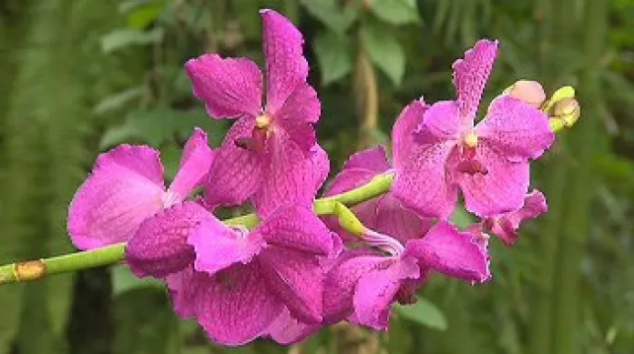 Exotické krásky, netradiční unikáty i voňavá překvapení nabízí až do příští neděle Botanické zahradě v pražské Tróji na tradiční výstavě orchidejí.
