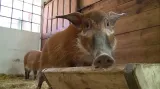 Štětkouni v olomoucké ZOO