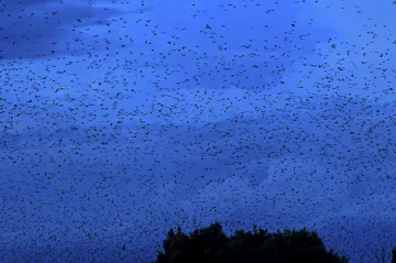 Umělá inteligence počítala, kolik kaloňů žije v největší kolonii světa