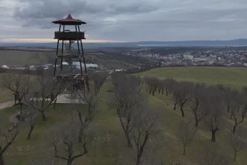V Hustopečích bojují o mandloně. Vědci hledají cesty, jak je ochránit před chorobami