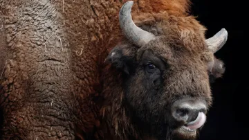 Zubr evropský. Ilustrační foto