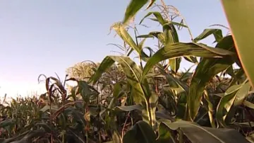 Kukuřičné pole