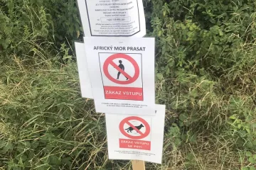 Policii nahradí myslivci. Začne odstřel divočáků i v červené zóně