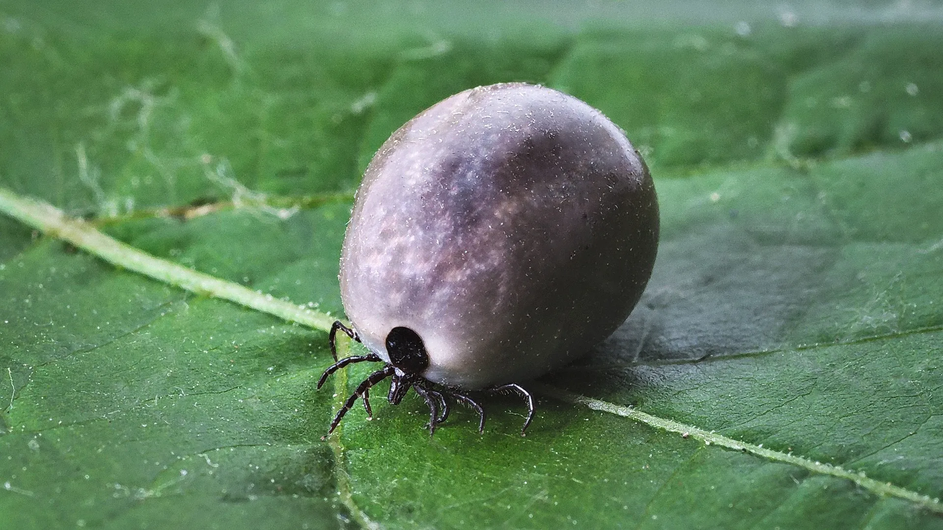 Nakazena Klistata () Nakazena Klistata