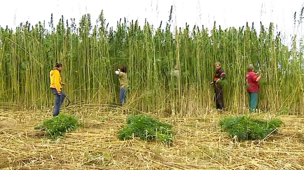 Ruční sklizeň technického konopí