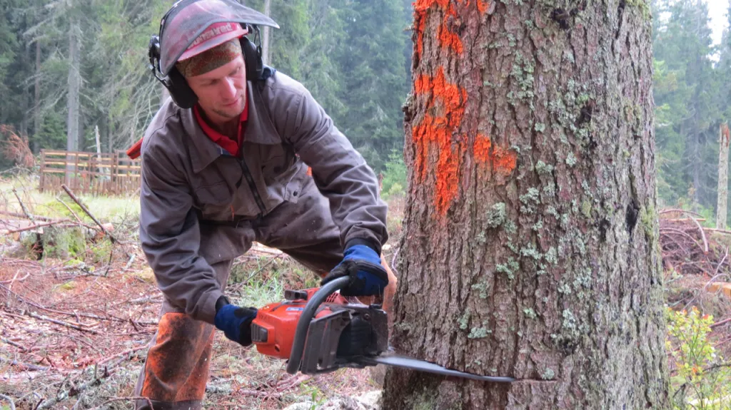 Kůrovec na Šumavě