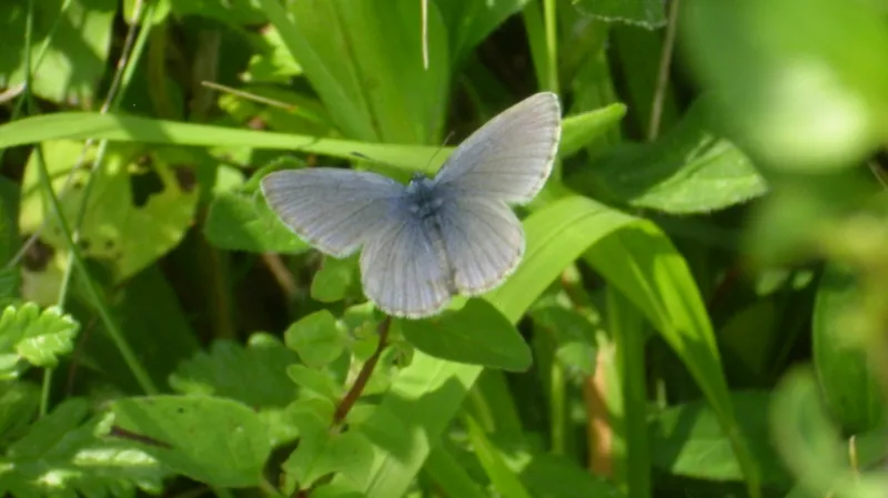 Modrásek hořcový Rebelův