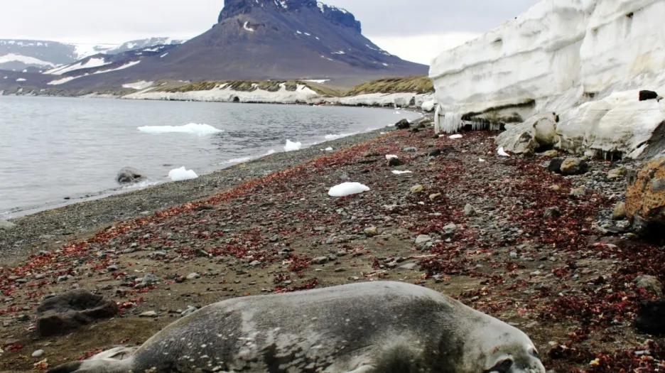 Tuleň Weddelův odpočívající na kamenitém pobřeží ostrova Jamese Rosse