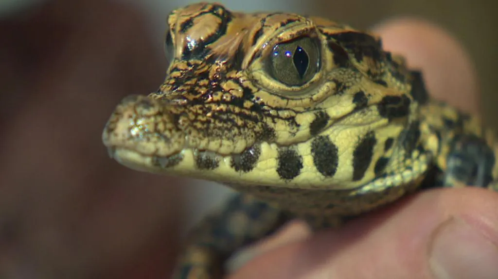 Krokodýl čelnatý v Zoo Plzeň