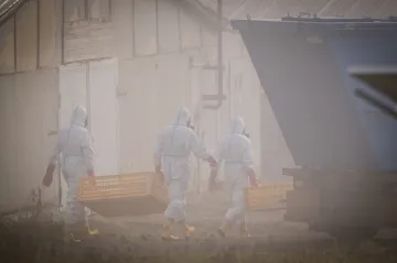 V chovu s ptačí chřipkou ve Valdíkově na Třebíčsku utratili tisíce kachen