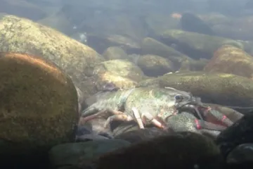 Na zasněžování vyčerpali organizátoři v Novém Městě příliš vody, ohrozili tak vzácné raky