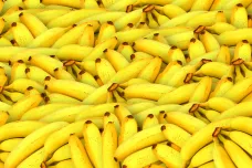 Australští vědci geneticky modifikovali banány. V „případě nouze“ mají chránit před plísní