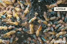 Švédský architekt se inspiruje termitišti