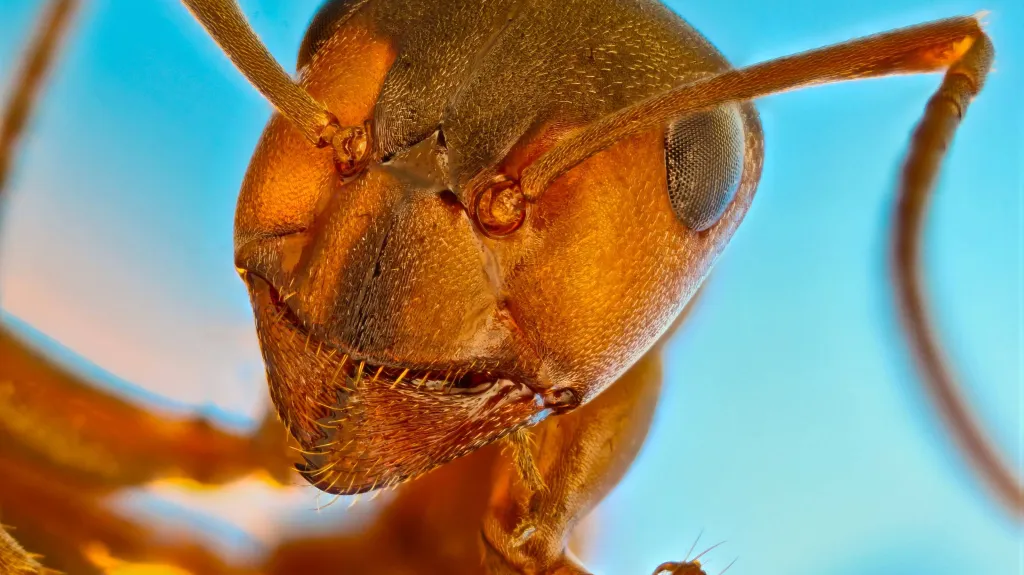 Hlava mravence lesního