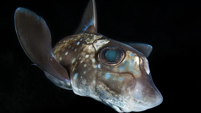 Kategorie Portrét, 1. místo. Spotted Ratfish (Hydrolagus colliei)