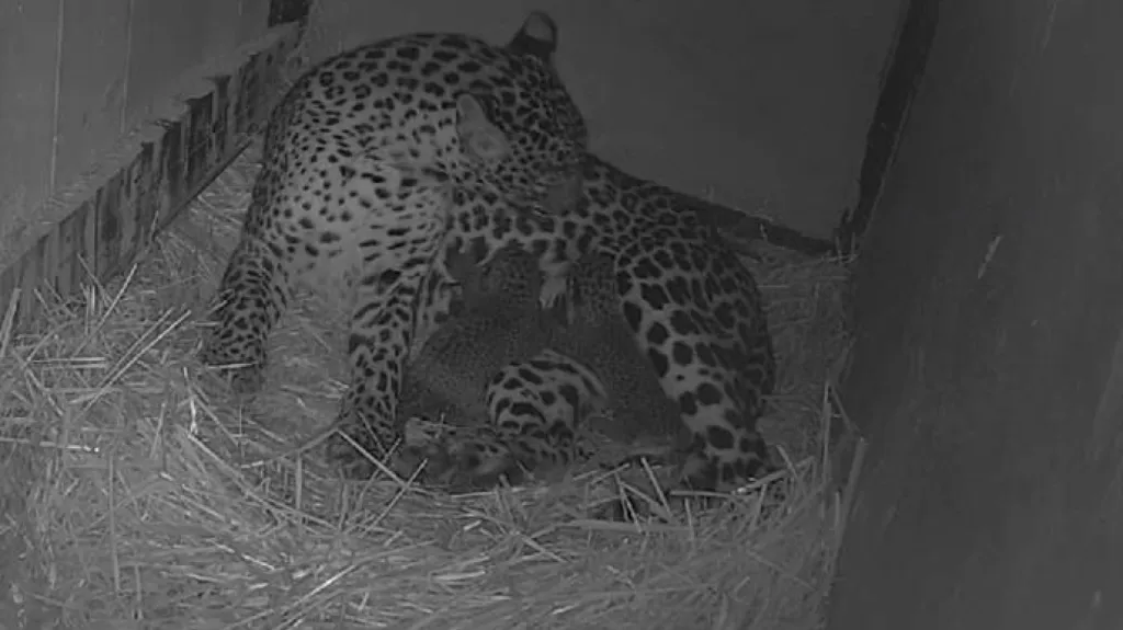 Brněnská zoo: levhart cejlonský