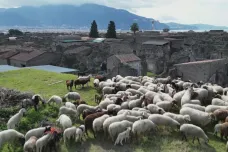 Ovce pomáhají s údržbou Pompejí. Spásají divokou vegetaci, která památku ohrožuje