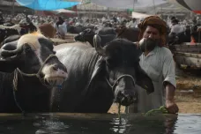 Největší dobytčí trh v Pákistánu má napilno, připravuje se na Velký svátek