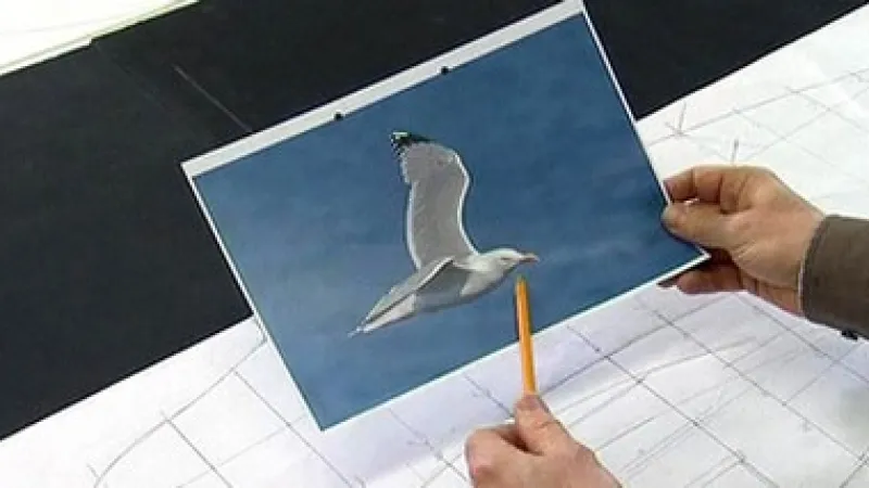 Vědci se inspirují ve světě zvířat