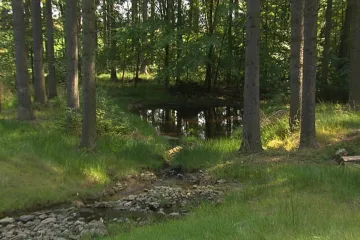 U Načeradce se vodomilným rostlinám a živočichům opět daří