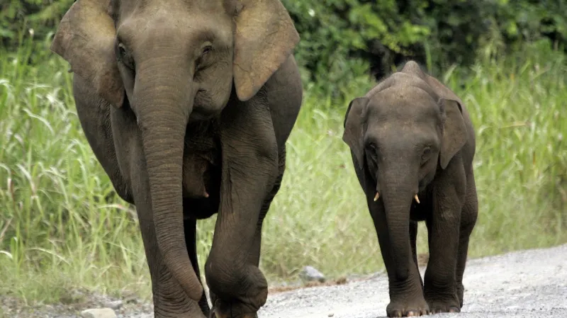 Bornejský trpasličí slon