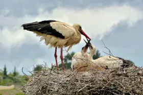 Inspekce řeší případ uhynulého čápěte po oslavách ve Frýdlantu