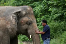 Nejosamělejší slon světa se přestěhoval do Kambodže, čeká ho nový život ve stádu