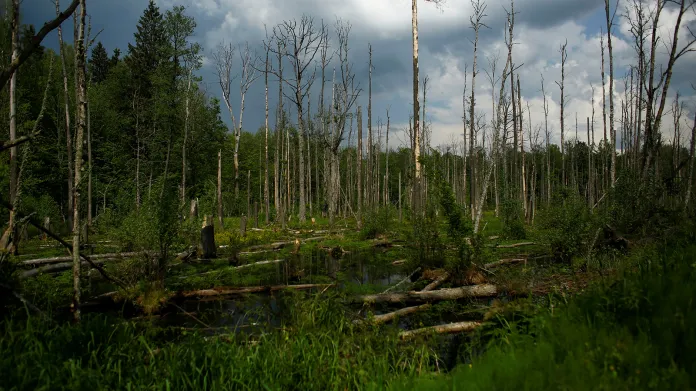 Bělověžský prales je zbytek původního panenského pralesa, který v minulosti pokrýval klimaticky mírné pásmo evropské pevniny.