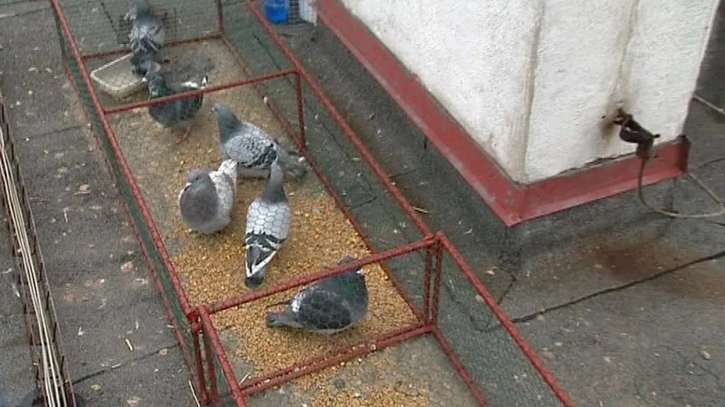 Odchyt holubů