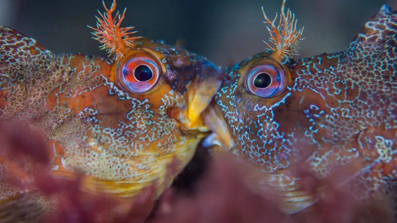 Nejlepší podvodní snímky: Makrofotografie z britských vod