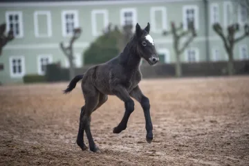Kladrubský hřebčín představil první letošní hříbě