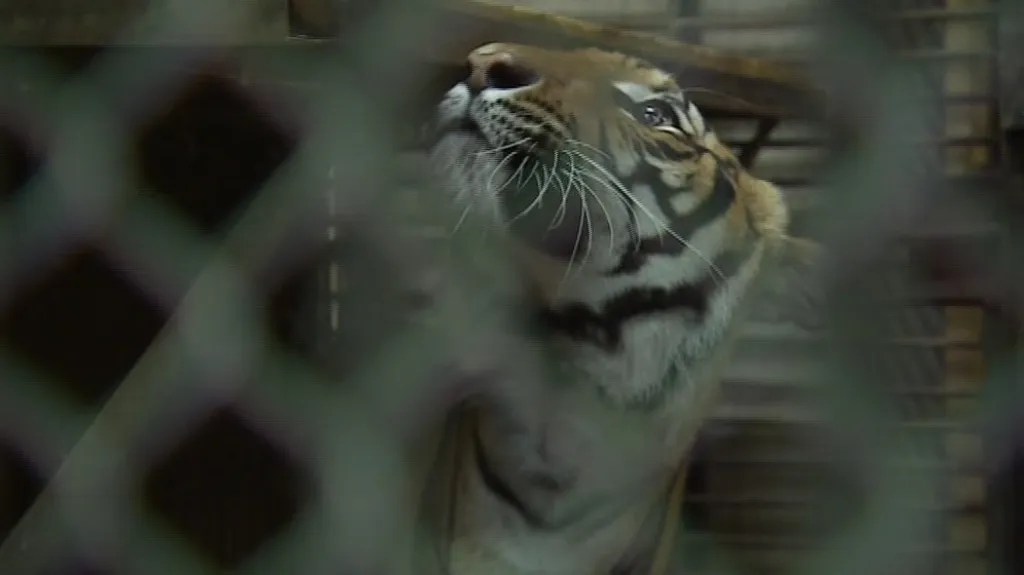 Samice tygra malajského v Zoo Brno